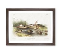Missouri Mice By John Woodhouse Audubon Vintage Framed Wall Art Print, Ready to Hang Picture for Living Room Bedroom Home Office Décor, Walnut A4 (34 x 25 cm)