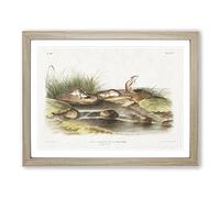 Missouri Mice By John Woodhouse Audubon Vintage Framed Wall Art Print, Ready to Hang Picture for Living Room Bedroom Home Office Décor, Oak A4 (34 x 25 cm)