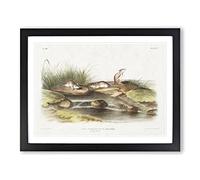 Missouri Mice By John Woodhouse Audubon Vintage Framed Wall Art Print, Ready to Hang Picture for Living Room Bedroom Home Office Décor, Black A2 (64 x 46 cm)