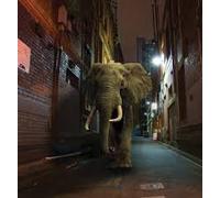 Misty Conditions - D'Zzzz