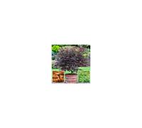 YouGarden Japanese Maple Collection Plant Pot 10.5cm 3 Pack - Multi - Wilko