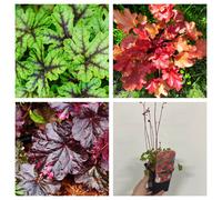 Mix of 3 x Heuchera 9cm