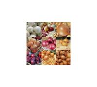 Mix Onion Sets for Planting,5 Very Famous Varieties Mix .Ready for Plant Now X100 Sets