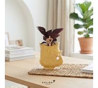 Mixed Calathea Houseplant - 6Cm Ceramic Pot