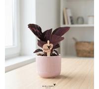 Mixed Calathea Houseplant - 6Cm Ceramic Pot