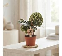 Mixed Calathea Houseplant - 6Cm Pot