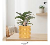 Mixed Calathea Houseplant - 9Cm Ceramic Pot