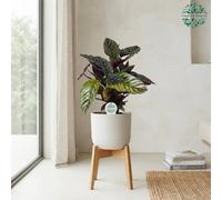 Mixed Calathea Houseplant (Calathea Spp.) - 17Cm Pot, 55Cm High