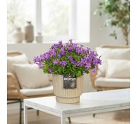 Mixed Campanula In Ceramic Emily Pot - 15Cm