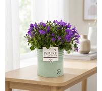 Mixed Campanula In Zinc Planter - 14Cm Pot
