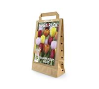 Mixed Colour Tulip Bulbs | Big Buy Value Pack | 35 Bulbs | Bee Friendly | Eco-Friendly Packaging | Perfect Spring Flowers | Easy Planting Instruction