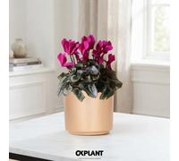 Mixed Cyclamen Persicum In White Ceramic Pot - 12Cm