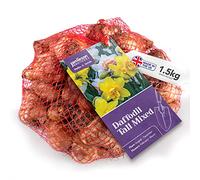 Mixed Daffodil Bulbs 1.5kg of Large Bulbs of Mixed Daffodils - Plant now in Gardens, Borders & Flowerbeds - Flower Bulbs (approx 35 bulbs per pack) by Jamieson Brothers