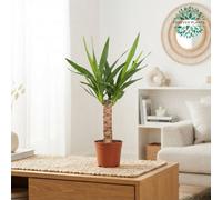 Mixed Green Houseplant In Ceramic Pot - 14Cm