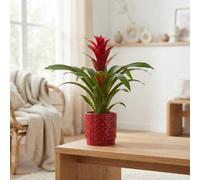 Mixed Guzmania Bromeliad - 10Cm Pot, 35Cm High