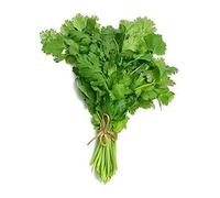 Mixed Herb Plants Selection - Parsley I Mint I Coriander - 3 x Full Plants in Pots - Garden Plants - Garden Ready + Ready to Plant - Indoor or Outdoor - Premium Quality Plants