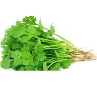 Mixed Herb Plants Selection, Parsley, Sage, Rosemary, Thyme, Mint and Coriander, 6 x Full Plants in Pots, Kitchen Garden, Premium Quality Herbs