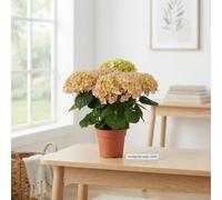 Mixed Hydrangea Macrophylla - 14Cm Pot, 40Cm High