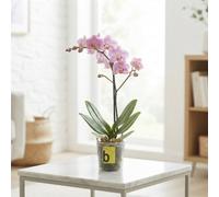Mixed Phalaenopsis Orchid - 12Cm Pot, 50Cm High