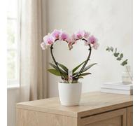 Mixed Phalaenopsis Orchid - 12Cm Pot, 50Cm High