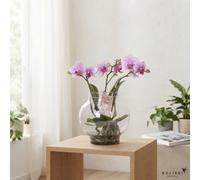 Mixed Phalaenopsis Orchid - 16Cm Glass Bowl, 50Cm
