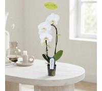 Mixed Phalaenopsis Orchid - 9Cm Pot, 50Cm High
