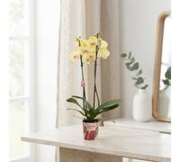Mixed Phalaenopsis Orchid (Moth Orchid) - 2 Stem, 12Cm Pot
