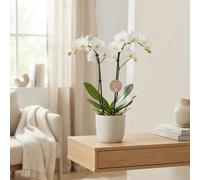 Mixed Phalaenopsis Orchid (Moth Orchid) - 2 Stem, 9Cm Pot