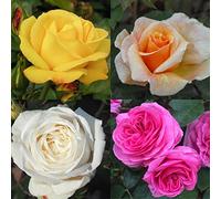 Mixed Rose Container Collection - 4 x 5.5lt Potted Mixed Variety Roses - chosen by us at time of dispatch - SALE