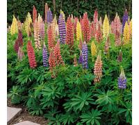 Mixed Russells Lupine Seeds 1 Lb. Perennial, SelfSowing, Cold Hardy Wildflower Seeds for Fall Planting