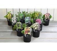 Mixed Seasonal Alpine/rockery Plants: 20 Plug Plants