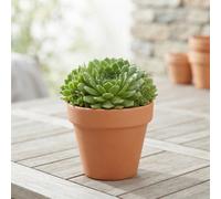 Mixed Sempervivum Collection - 12Cm Pot