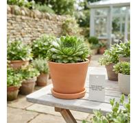 Mixed Sempervivum Houseleek - 13Cm Pot