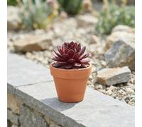 Mixed Sempervivum Houseleeks - 9Cm Pot