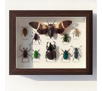 Mixed Taxidermy Bugs Case, Real Insect Wall Decor with Boxed Framed Display Wooden Box, for Education, Collections, and Home Decor