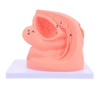 MIZHENG Female Catheterization Model Genital Organ Model Catheter Anatomy Teach Set Internal And External Genital Anatomy Model And Urinary Catheter Mold Educational Training Aid Medical Models
