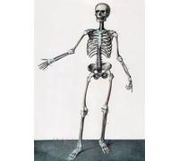 ML04 Vintage 1800's Medical Surgical Full Human Skeleton Anatomical Anatomy Poster Re-Print - A3 (432 x 305mm) 16.5" x 11.7"