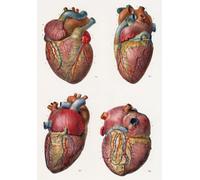 ML16 Vintage 1800's Medical Human Heart Surgical Anatomical Anatomy Poster Re-Print - A3 (432 x 305mm) 16.5" x 11.7"