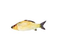 MLEJICLZD Various styles of catnip and fish baubles, stylish sound-making pet, fun and interactive plush, suitable for indoor(14)