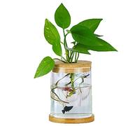 MMIAOO Hydroponic Plant Glass Container,Glass Mini Vase - Micro Landscape Ecological Bottle,Home Decoration Vase,for Water Plants or Flowers,Garden Wall Decoration (Cylinder, 10 * 12cm)