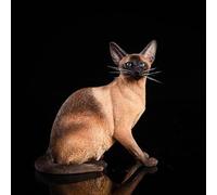 MMOS X JXK Siamese Cat Statue Sitting Cat Figurine for Table Decor Durable Polyresin with Intricate Details Gifts for Mom Women Cat Lovers