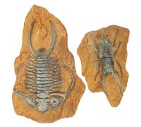Mobestech 2Pcs Resin Fossil Terrarium Decorations Realistic Trilobite Landscape for Pets Reptile Box Ornaments Odorless Resin Hideout for Turtles Lizards Frogs