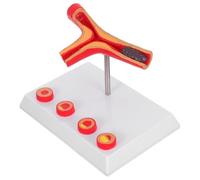 Mobestech Human Blood Vessel Model for Medical Teaching Supplies Detailed Cardiovascular Pathology Demonstration with Fatty Deposits Realistic Simulation for Diabetes Education and Anatomy