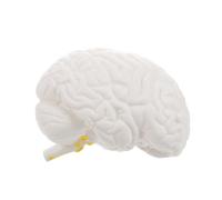 Mobestech Human Brain Model Anatomical Educational Tool with Removable Part Structure White for Teaching Human Anatomy Psychology Biology Science