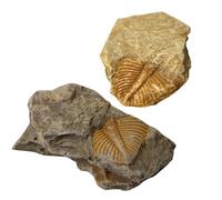 MOBUTOFU Trilobite Safe Mineral Material Ancient Remains Specimens 2pcs and Birthday, Desktop Ornament and Science Kit for Educational Purposes
