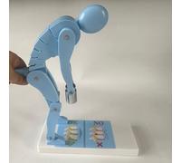 MObyat Human Weight Lifting Spine Force Model, Lumbar Spine Trainer, Demonstrates Weightlifting Forces, ABS Plastic, Ideal for Posture Correction and Educational Use