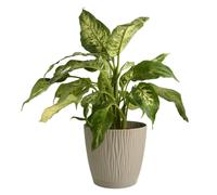 B2C Flower Pot Planter Round Plastic Wave Textured Flowerpot With Saucer Modern Matt Wavy Modern Cover (Mocca, D28.2cm x H26cm)