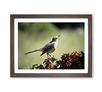Mockingbird Bird Modern Framed Print | A4 Walnut Framed Wall Art | Ready to Hang | Modern Nature Picture | Living Room Bedroom Lounge Office