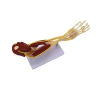Model Accurate Life Size Arm Joint Skeleton Muscle Nerves Structure Model Ideal for Medicals School Training Clinical Teaching