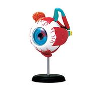 Model Anatomical Eye Medical Learning and Teaching Instrument Science Teaching Resources Eyelid Anatomy Anatomy Enlarged Anatomical